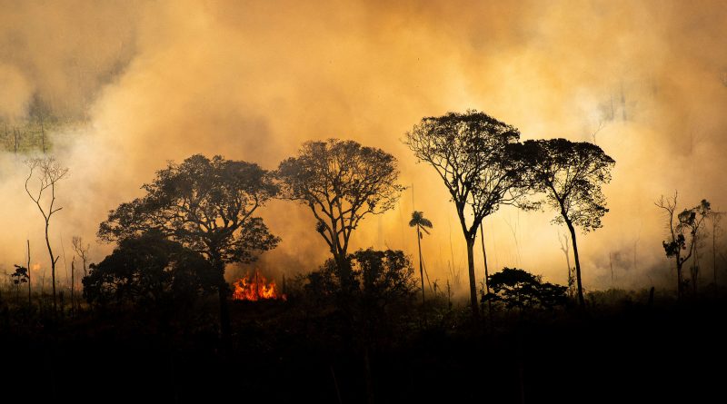 Se nada mudar, Pantanal voltará a queimar em 2021